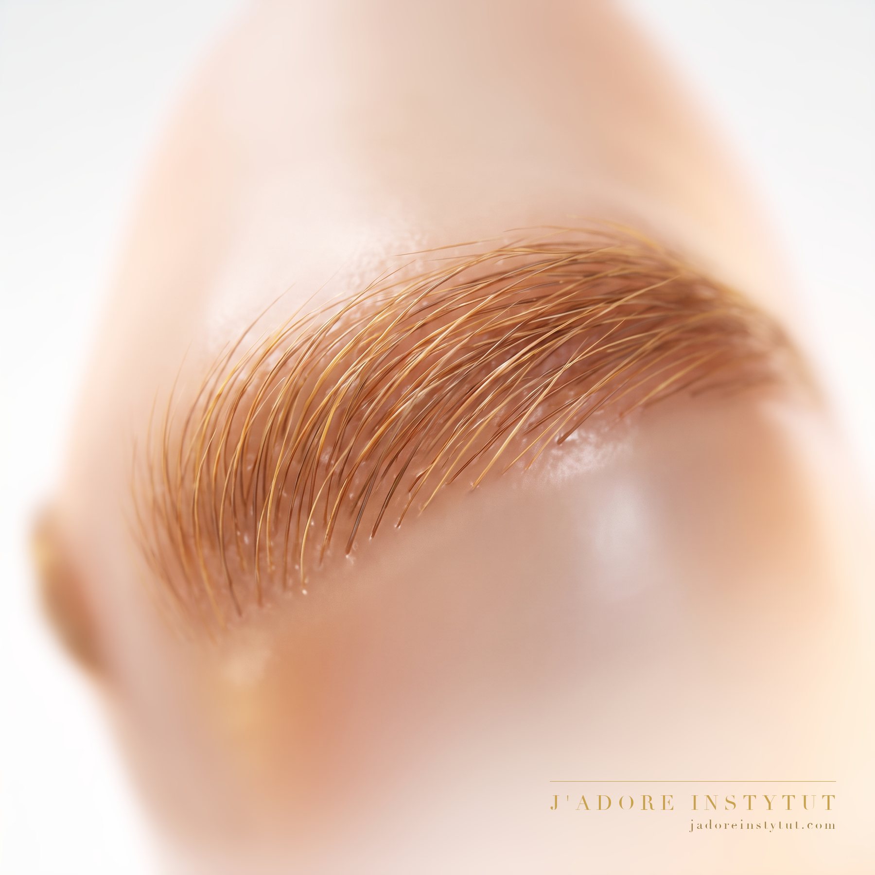 Three levels in cross-section: the brow hairs on top, the epidermis between them beneath, and deepest of all the dermis. The colour settles on the hairs and in the stratum corneum of the skin between them. The colour fades as the epidermis exfoliates, not from any deeper layer.